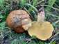 Rózsástövű fenyőtinóru (Suillus collinitus), Szigetmonostor